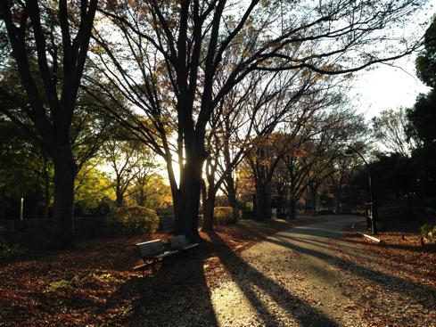 ケーキ迷い中 夕暮れの駒沢公園 駒沢 時々日記